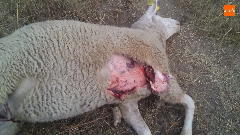 Foto 9 - Se confirma al lobo como autor del ataque en&nbsp;Hinojosa con 11 ovejas muertas y 10 heridas  