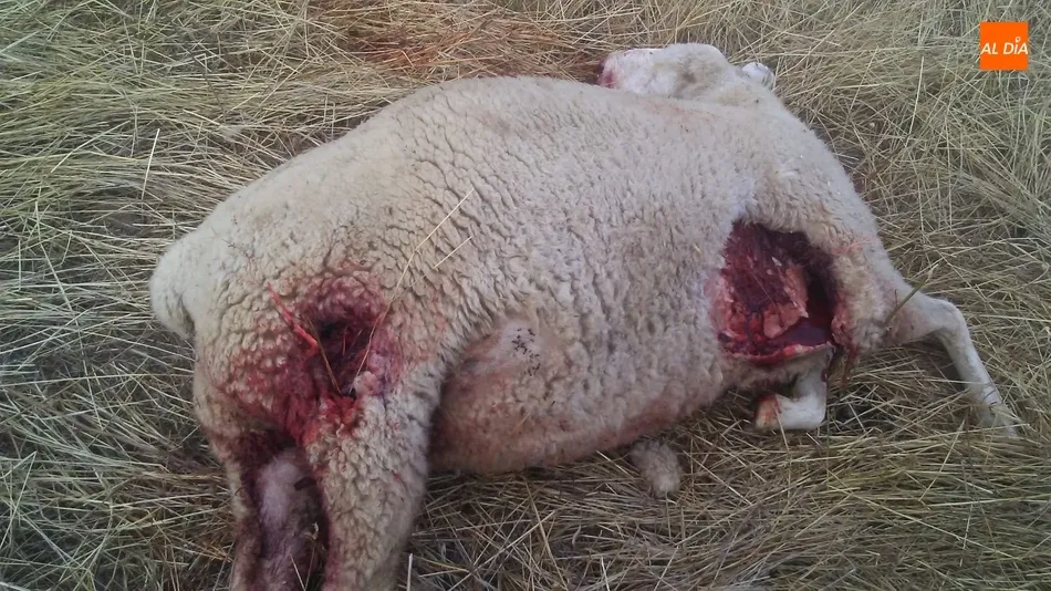 Foto 8 - Se confirma al lobo como autor del ataque en&nbsp;Hinojosa con 11 ovejas muertas y 10 heridas  
