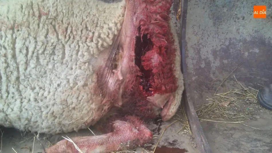 Foto 7 - Se confirma al lobo como autor del ataque en&nbsp;Hinojosa con 11 ovejas muertas y 10 heridas  