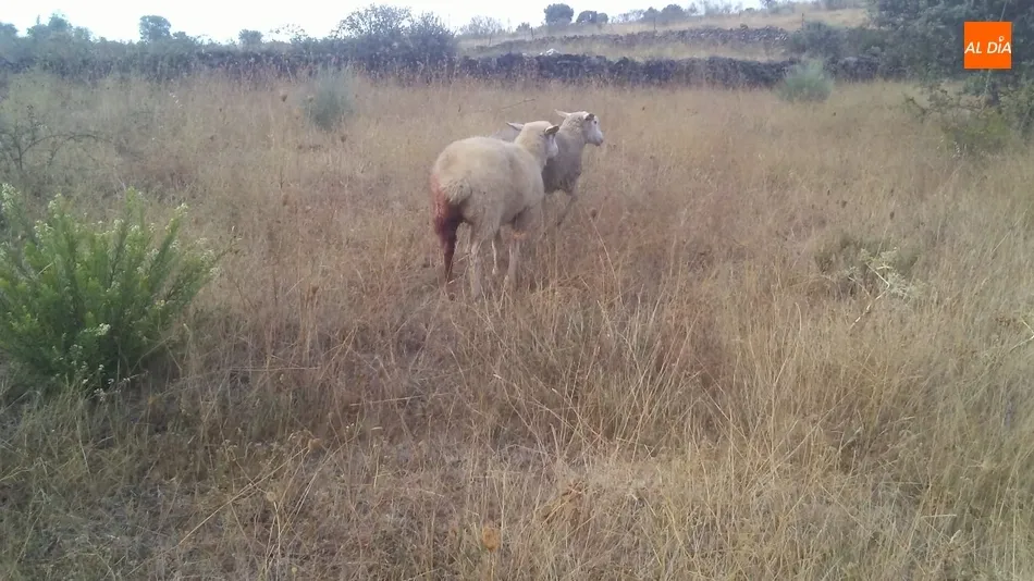 Foto 6 - Se confirma al lobo como autor del ataque en&nbsp;Hinojosa con 11 ovejas muertas y 10 heridas  