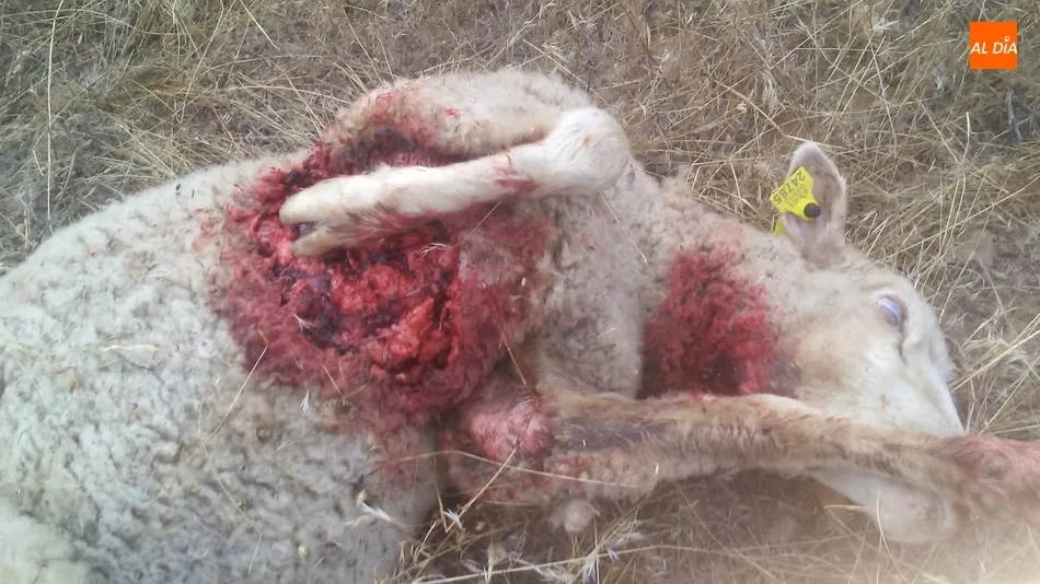 Foto 5 - Se confirma al lobo como autor del ataque en&nbsp;Hinojosa con 11 ovejas muertas y 10 heridas  