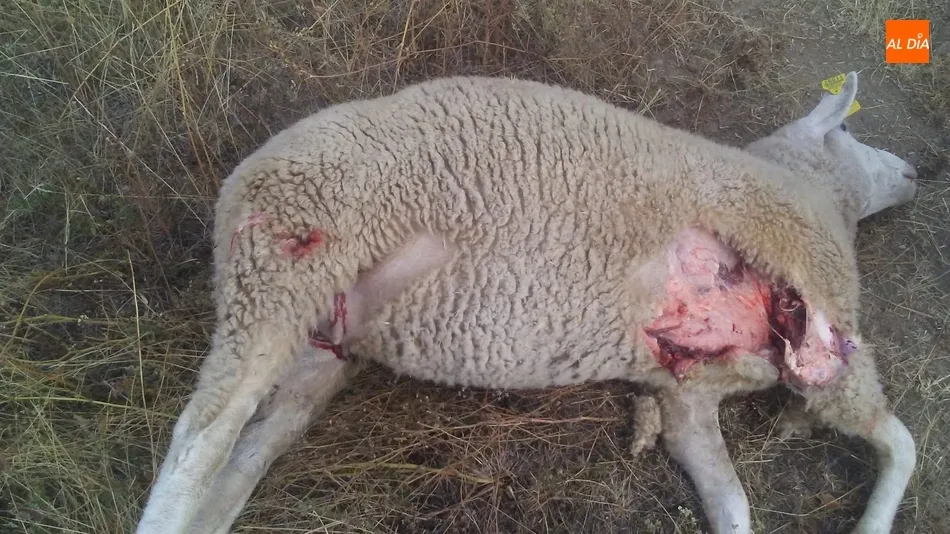Foto 4 - Se confirma al lobo como autor del ataque en&nbsp;Hinojosa con 11 ovejas muertas y 10 heridas  