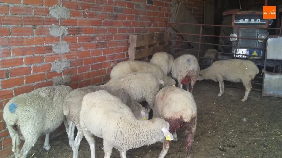 Foto 3 - Se confirma al lobo como autor del ataque en&nbsp;Hinojosa con 11 ovejas muertas y 10 heridas  
