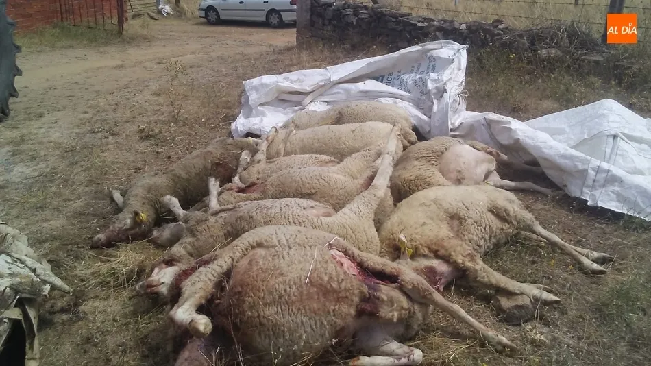 Foto 2 - Se confirma al lobo como autor del ataque en&nbsp;Hinojosa con 11 ovejas muertas y 10 heridas  
