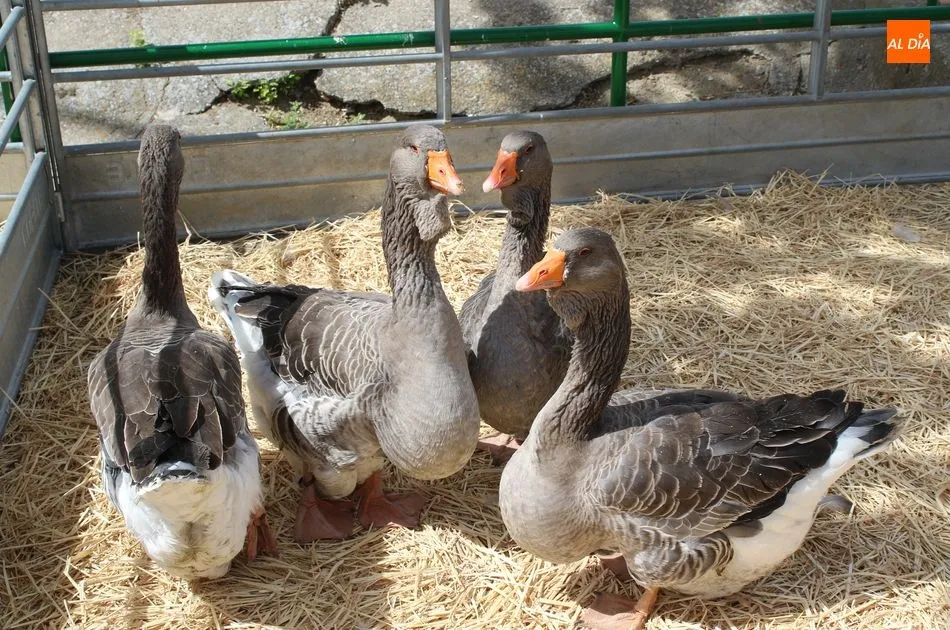 Foto 9 - Galinduste consolida su Feria Agroalimentaria y apuesta por la ganader&iacute;a
