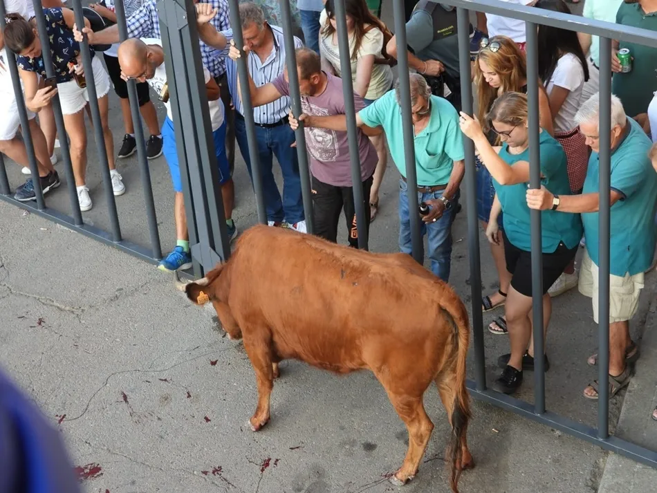 Foto 7 - Aldearrubia dice adi&oacute;s a sus fiestas con el toro del caj&oacute;n
