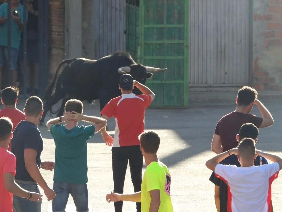 Foto 5 - Aldearrubia dice adi&oacute;s a sus fiestas con el toro del caj&oacute;n