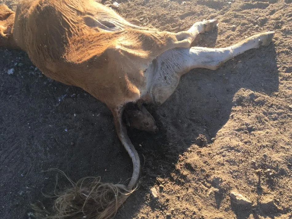 Foto 3 - Un ataque de buitres acaba con la&nbsp;vida de&nbsp;una vaca que estaba de parto en Vilvestre  