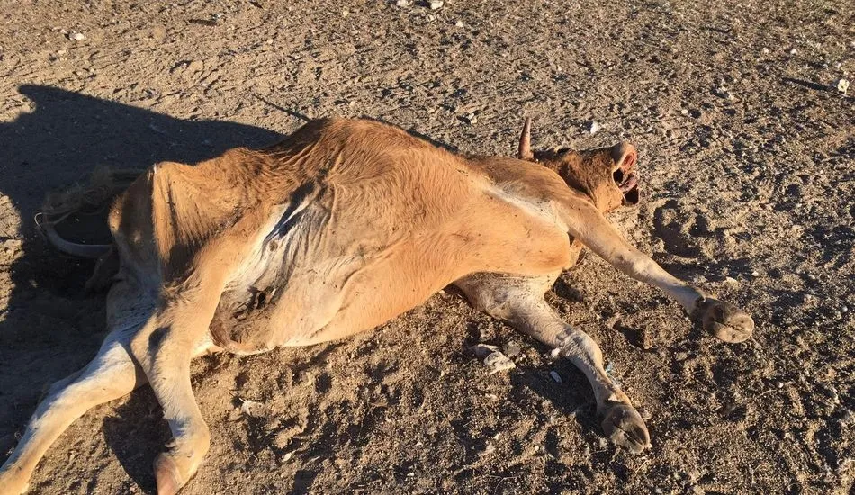 l propietario cree que las rapaces atacaron al animal nada más comenzar el parto