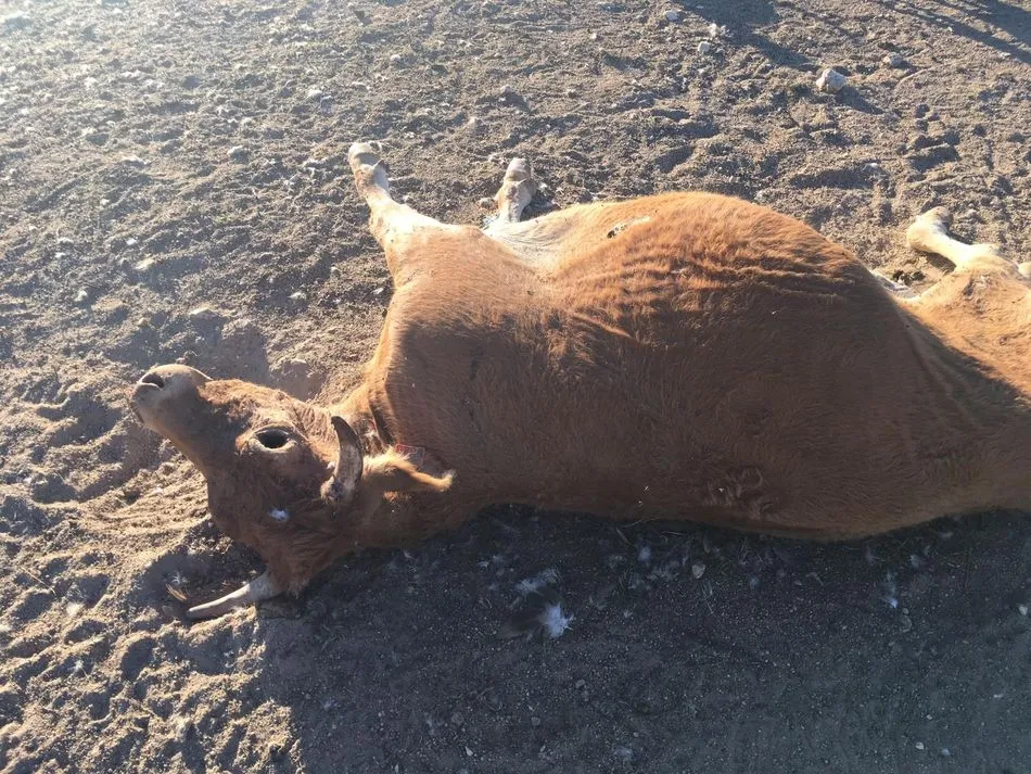 Foto 2 - Un ataque de buitres acaba con la&nbsp;vida de&nbsp;una vaca que estaba de parto en Vilvestre  