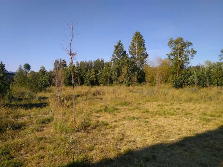 El Equipo de Gobierno dice que algunos árboles secos de los que habla C’s están así desde su...