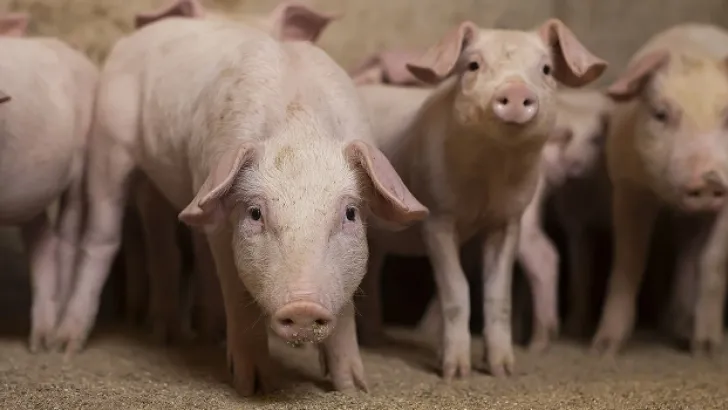 El sector porcino reduce en más de un 14% las emisiones de metano / Agronews