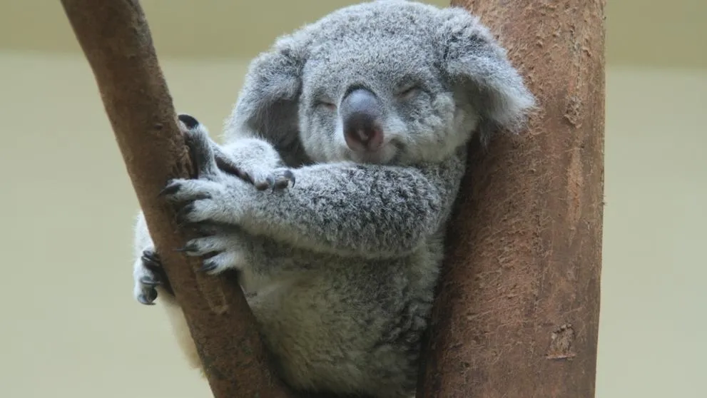 Un koala