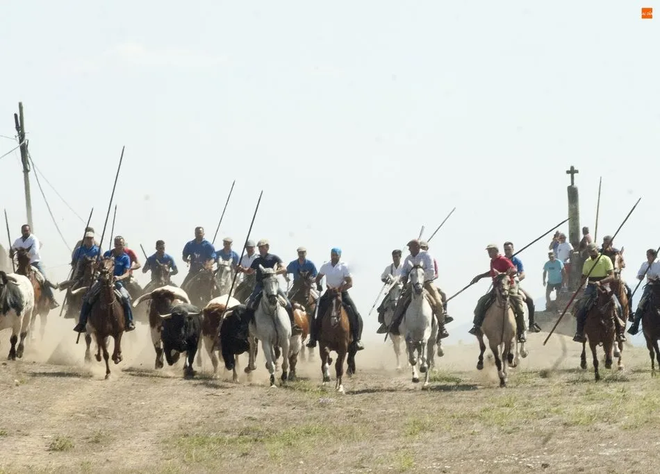 La manada acercándose a la localidad | Fotos Adrián Martín