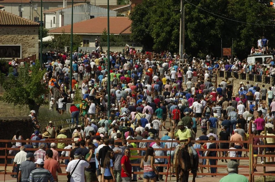 Foto 2 - Fuenteguinaldo abre sus encierros con una carrera r&aacute;pida y limpia  