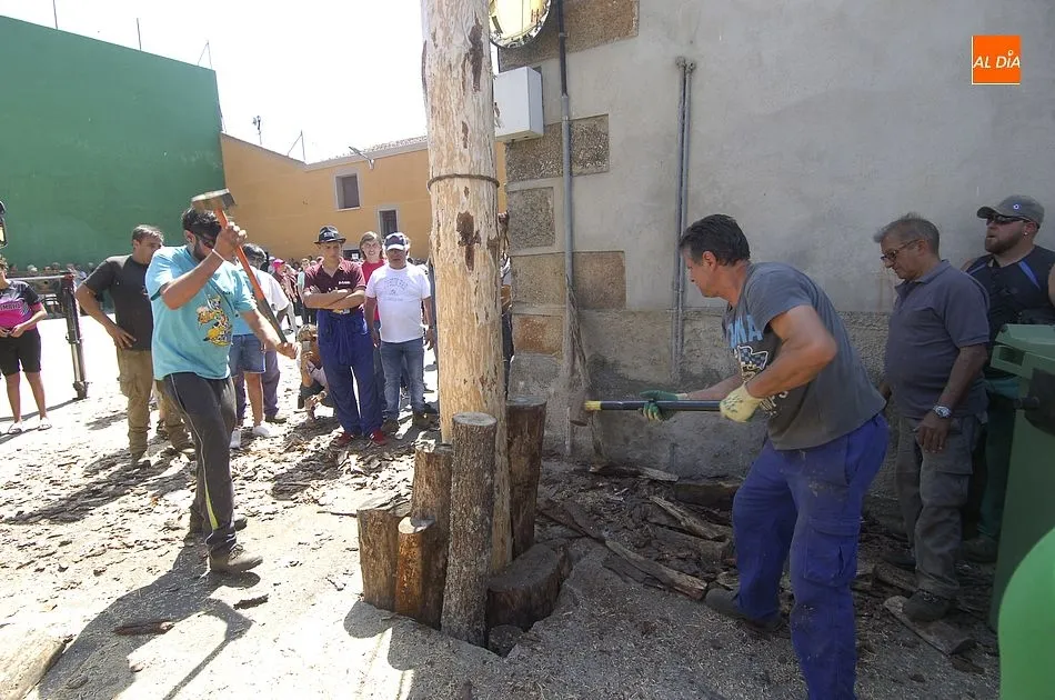 Foto 6 - La Quinta &iacute;ntegramente femenina de Villasrubias iza un pino de m&aacute;s de 20 metros  