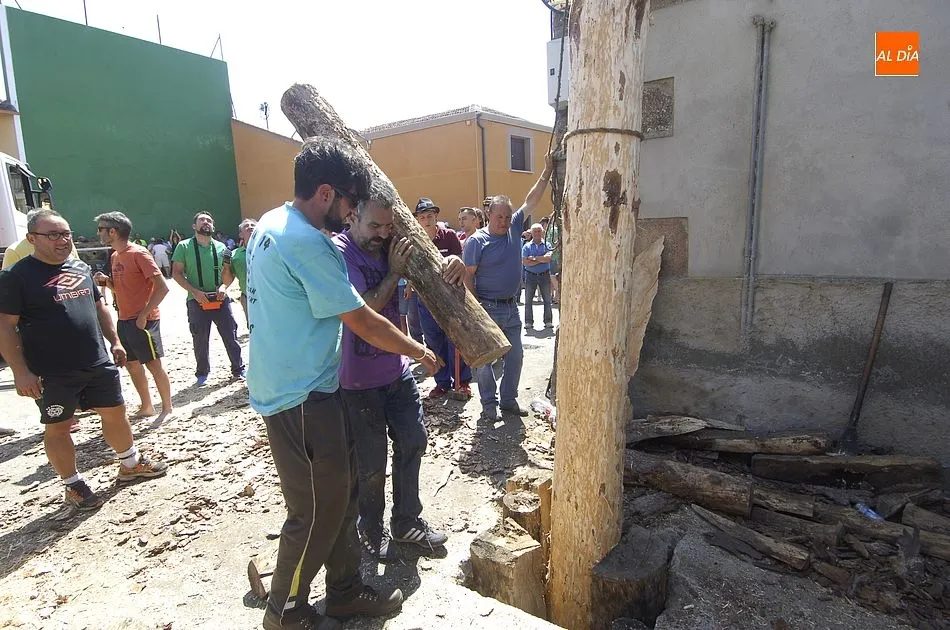 Foto 8 - La Quinta &iacute;ntegramente femenina de Villasrubias iza un pino de m&aacute;s de 20 metros  