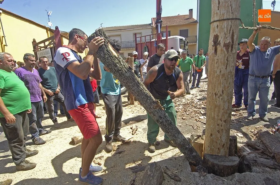 Foto 7 - La Quinta &iacute;ntegramente femenina de Villasrubias iza un pino de m&aacute;s de 20 metros  