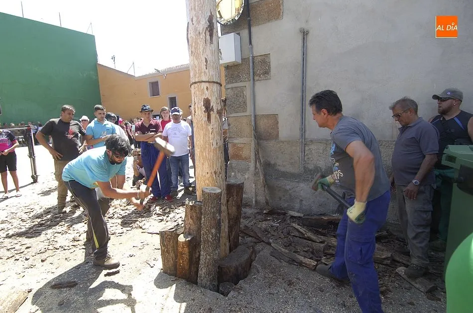 Foto 5 - La Quinta &iacute;ntegramente femenina de Villasrubias iza un pino de m&aacute;s de 20 metros  