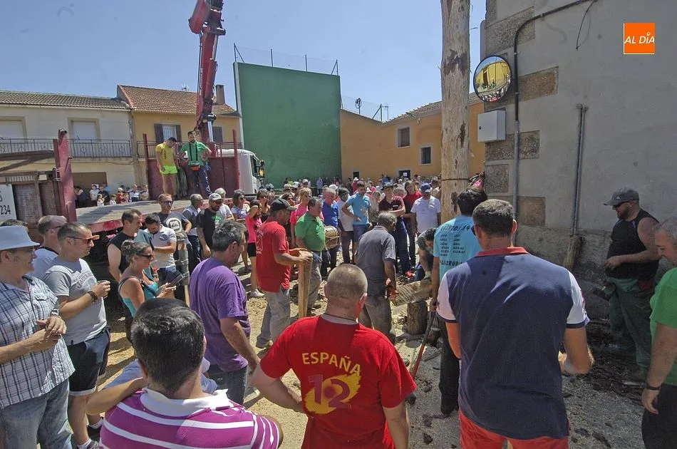 Foto 2 - La Quinta &iacute;ntegramente femenina de Villasrubias iza un pino de m&aacute;s de 20 metros  