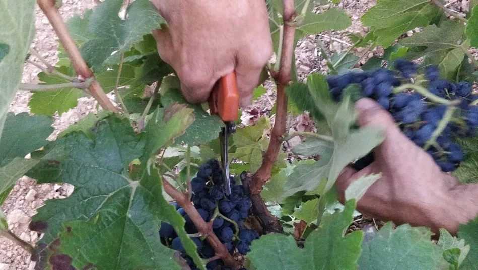 Foto 2 - La DOP Sierra de Salmanca comienza la vendimia con menor producci&oacute;n por la sequ&iacute;a