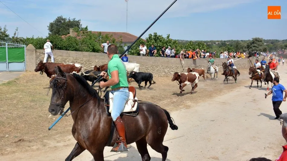 Foto 8 - R&aacute;pido y limpio encierro de los novillos de El Collado en las Fiestas de Lumbrales