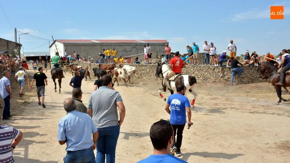 Foto 7 - R&aacute;pido y limpio encierro de los novillos de El Collado en las Fiestas de Lumbrales