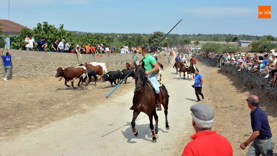 Foto 9 - R&aacute;pido y limpio encierro de los novillos de El Collado en las Fiestas de Lumbrales