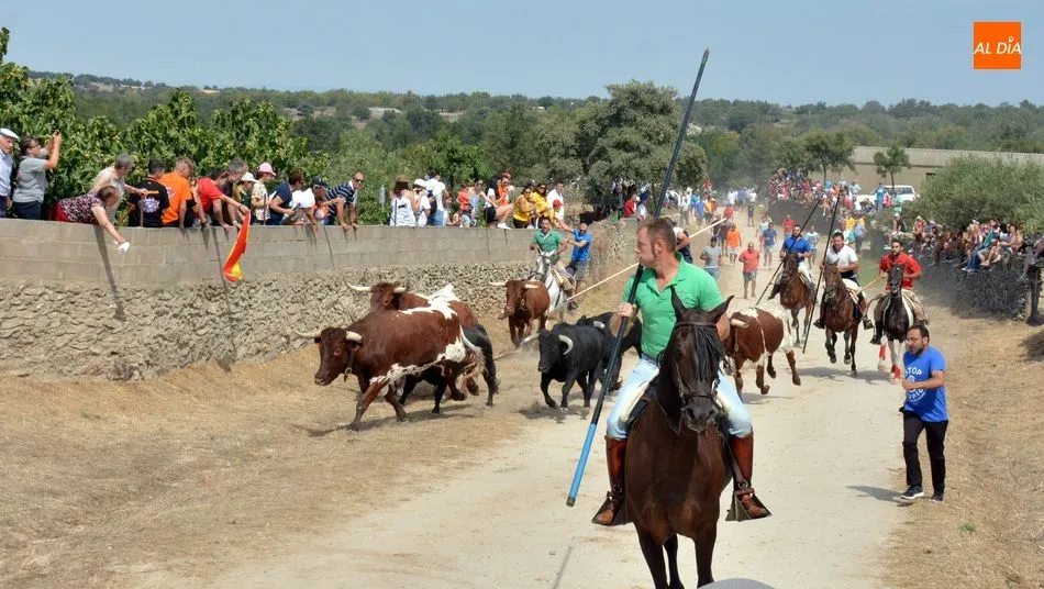 Foto 10 - R&aacute;pido y limpio encierro de los novillos de El Collado en las Fiestas de Lumbrales