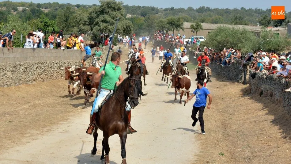 Foto 11 - R&aacute;pido y limpio encierro de los novillos de El Collado en las Fiestas de Lumbrales