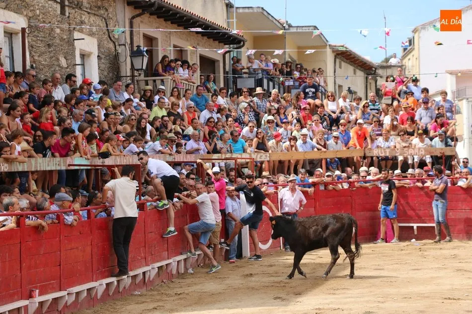 Foto 8 - Bonito y emocionante encierro de Adelaida Rodr&iacute;guez en Vilvestre  