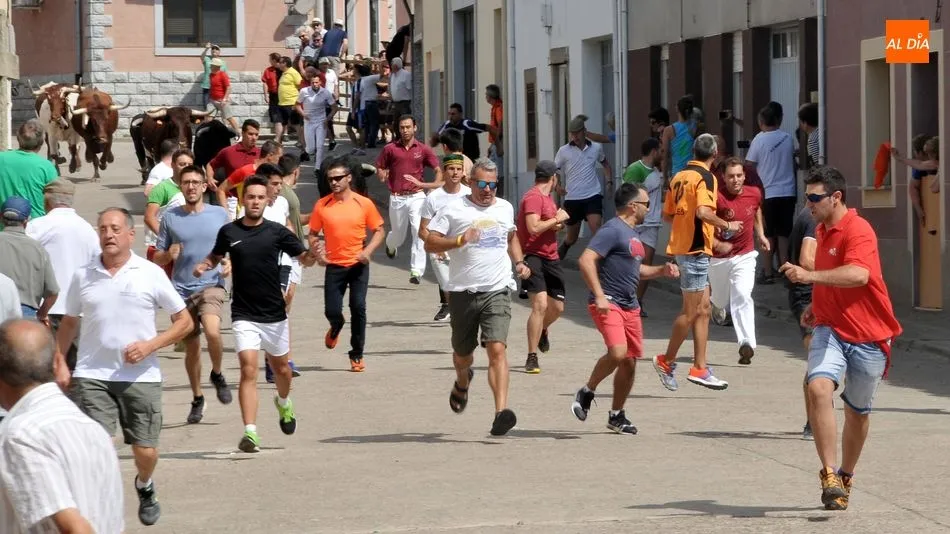 Foto 2 - R&aacute;pido y limpio encierro de los novillos de El Collado en las Fiestas de Lumbrales