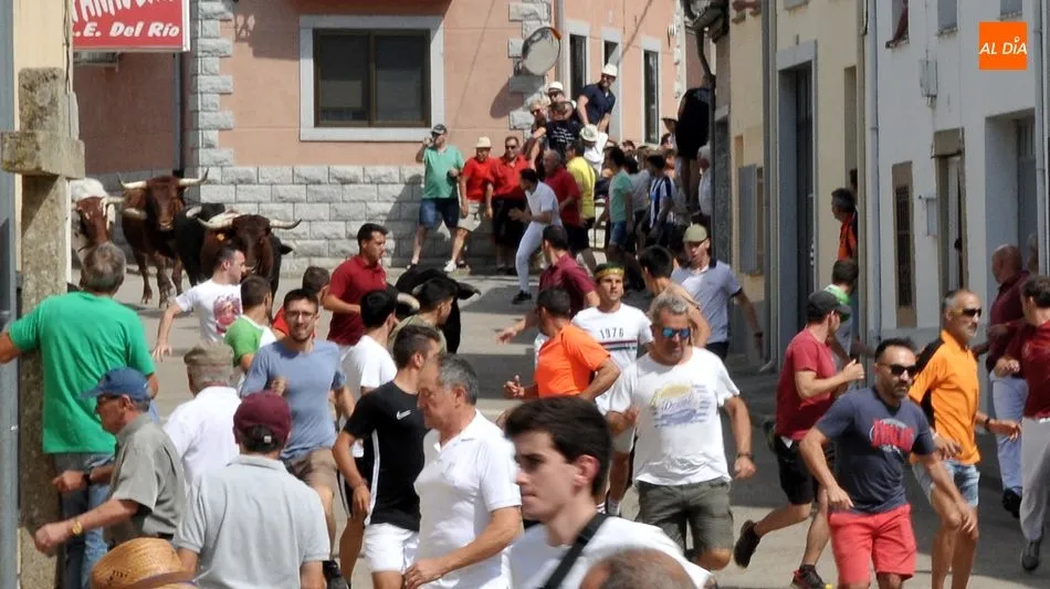 Foto 3 - R&aacute;pido y limpio encierro de los novillos de El Collado en las Fiestas de Lumbrales