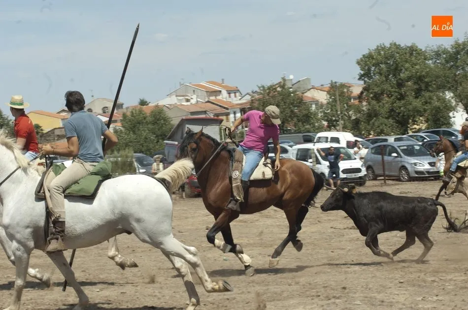 Foto 10 - Las reses siembran el caos en Villasrubias tras escaparse en dos ocasiones del recorrido  