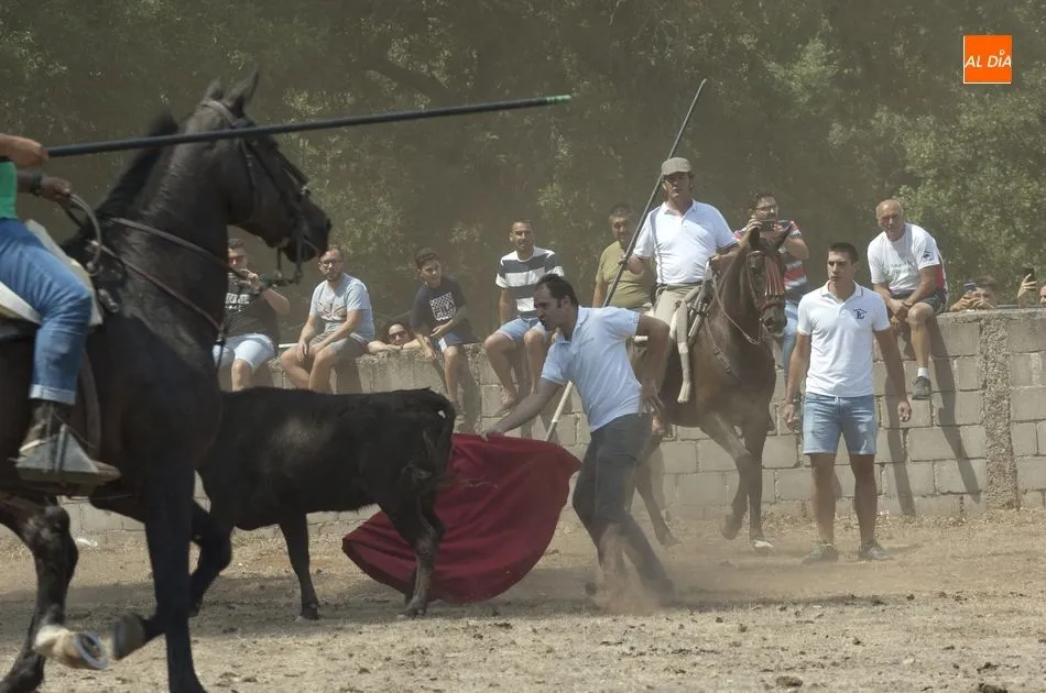 Foto 5 - Las reses siembran el caos en Villasrubias tras escaparse en dos ocasiones del recorrido  