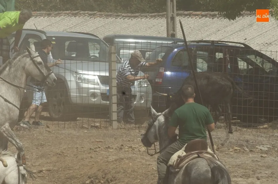 Foto 7 - Las reses siembran el caos en Villasrubias tras escaparse en dos ocasiones del recorrido  