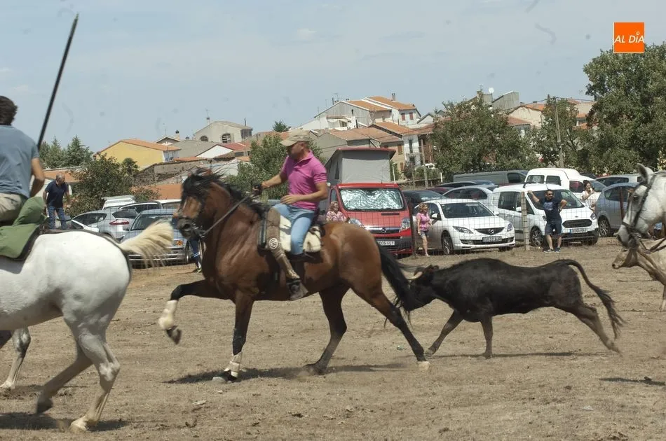 Foto 9 - Las reses siembran el caos en Villasrubias tras escaparse en dos ocasiones del recorrido  