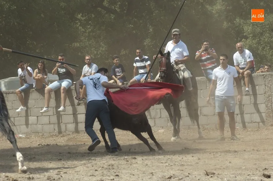 Foto 4 - Las reses siembran el caos en Villasrubias tras escaparse en dos ocasiones del recorrido  
