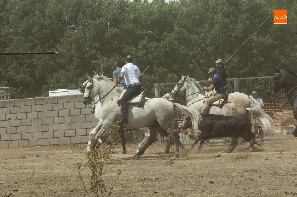 Foto 6 - Las reses siembran el caos en Villasrubias tras escaparse en dos ocasiones del recorrido  