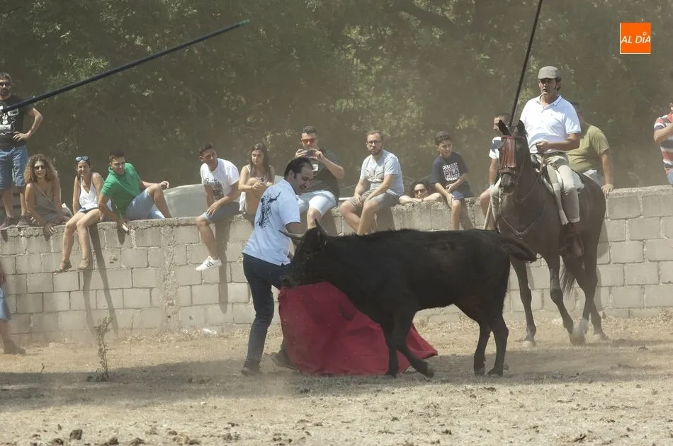 Foto 3 - Las reses siembran el caos en Villasrubias tras escaparse en dos ocasiones del recorrido  