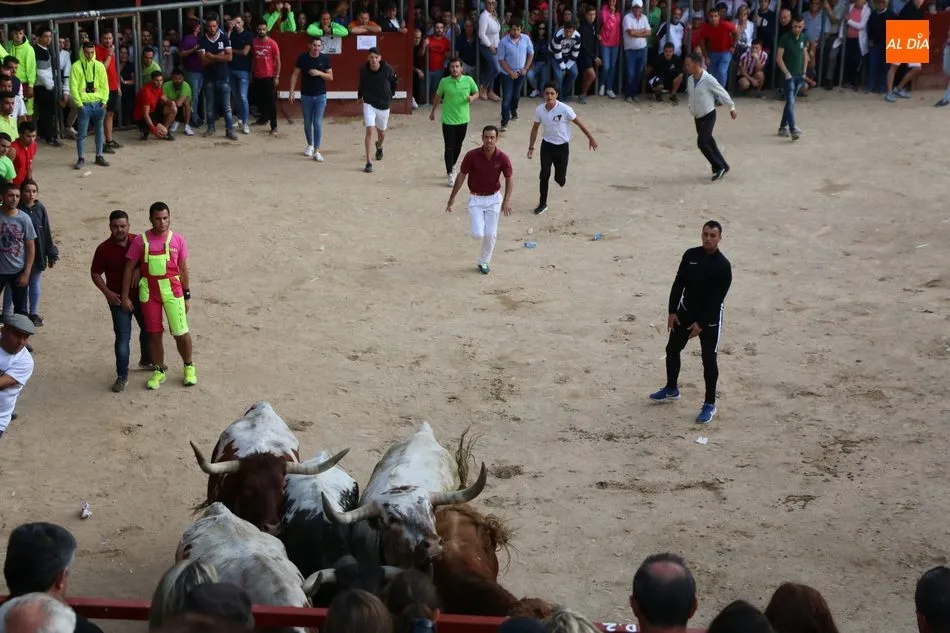 Foto 11 - Emocionante y bello encierro de Valdeflores en Aldead&aacute;vila  