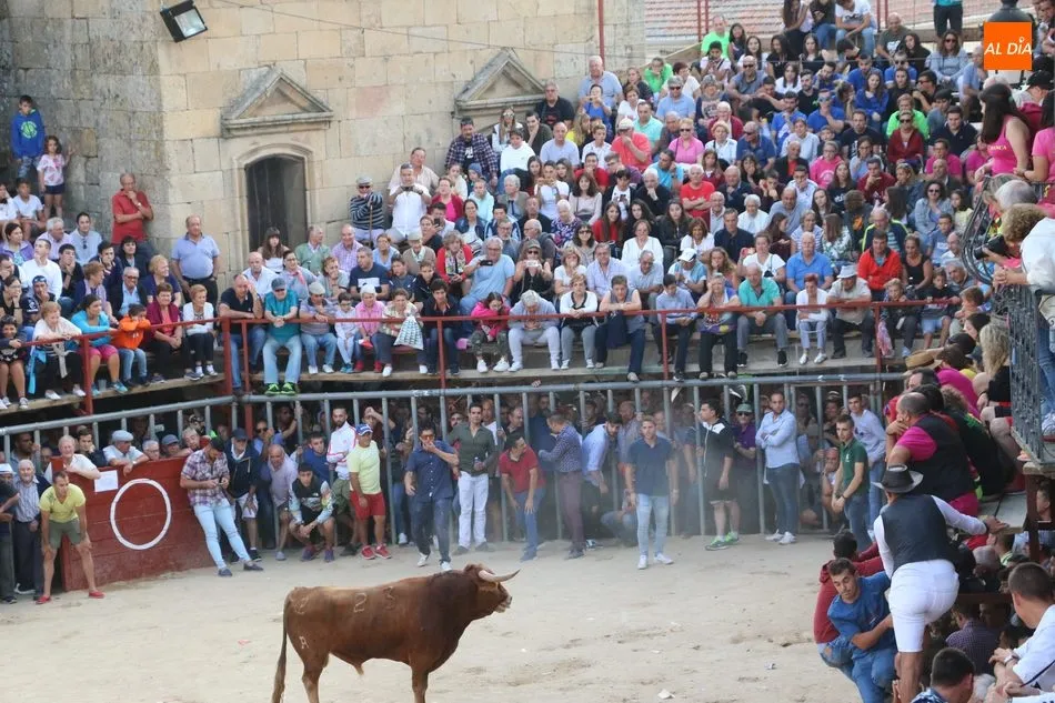 Foto 10 - Emocionante y bello encierro de Valdeflores en Aldead&aacute;vila  