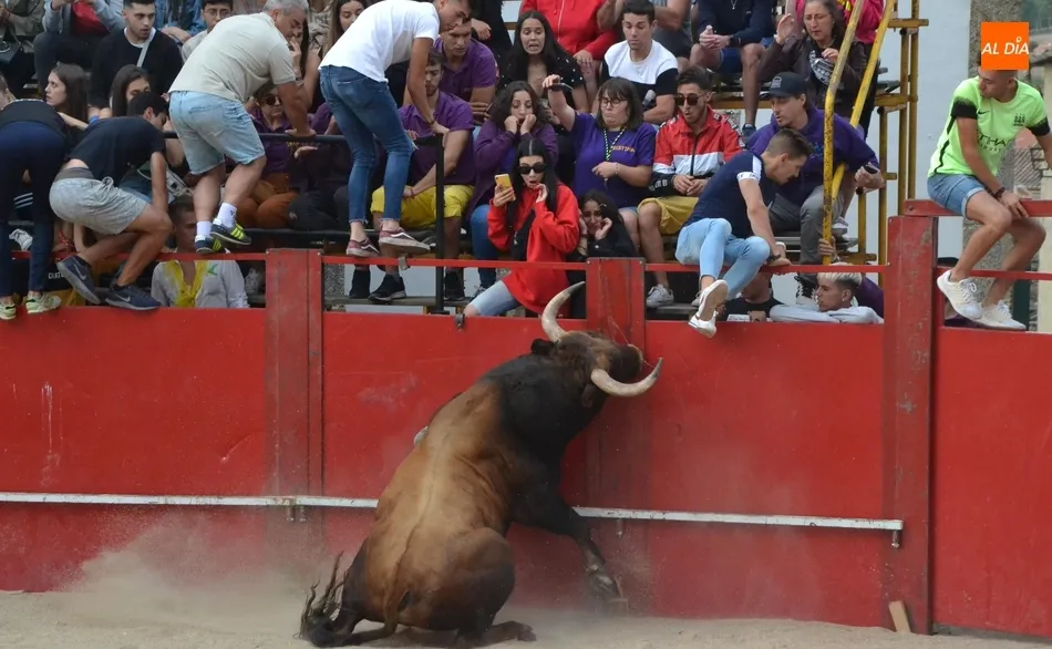 El activo Toro del Aguardiente de Fuenteguinaldo deja dos heridos por asta  