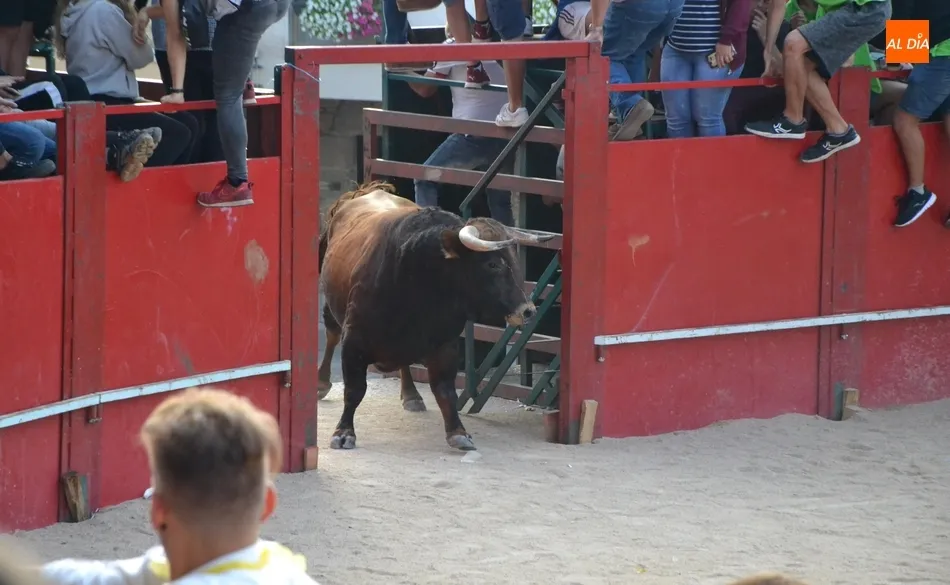 Foto 8 - El activo Toro del Aguardiente de Fuenteguinaldo deja dos heridos por asta  