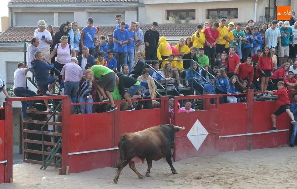 Foto 7 - El activo Toro del Aguardiente de Fuenteguinaldo deja dos heridos por asta  