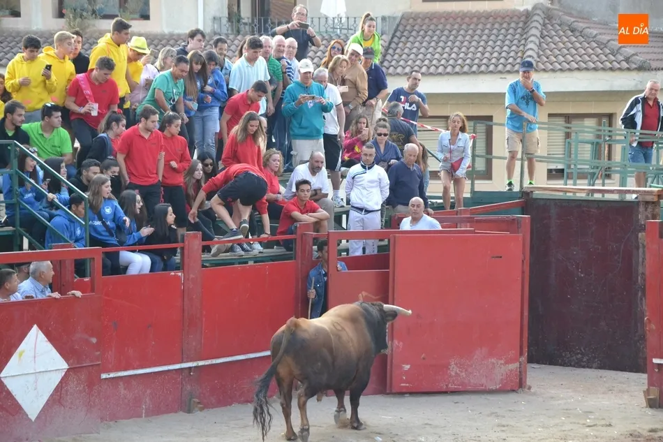Foto 6 - El activo Toro del Aguardiente de Fuenteguinaldo deja dos heridos por asta  