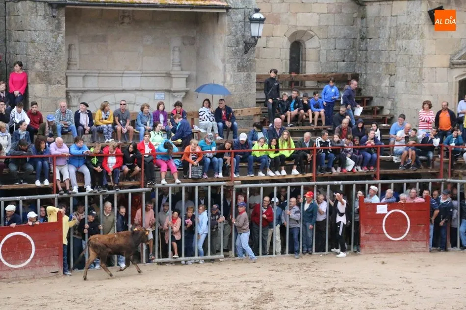 Foto 5 - Encierro r&aacute;pido y &lsquo;chorreado&rsquo; de Ignacio L&oacute;pez Chaves en Aldead&aacute;vila  