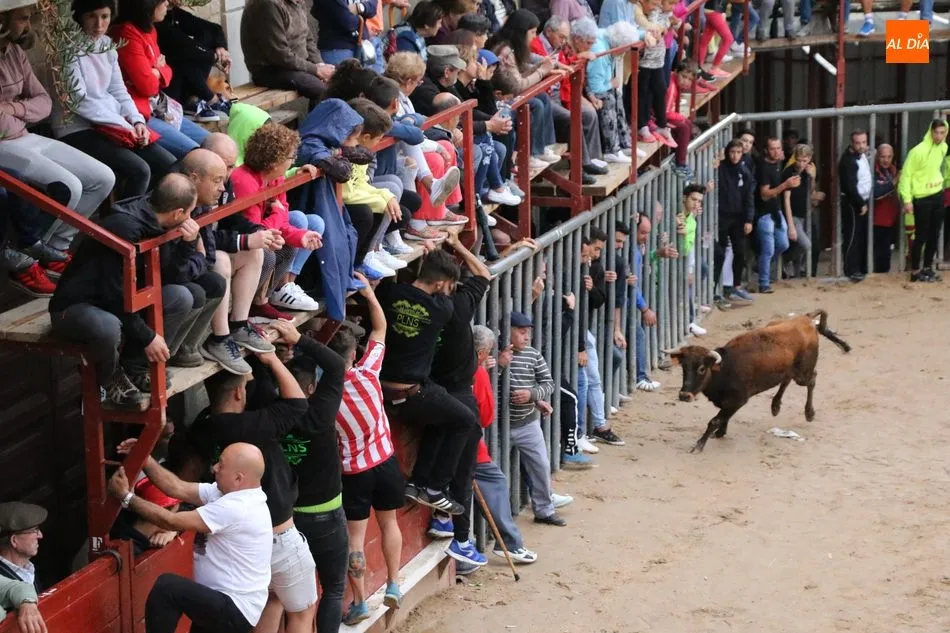 Foto 3 - Encierro r&aacute;pido y &lsquo;chorreado&rsquo; de Ignacio L&oacute;pez Chaves en Aldead&aacute;vila  