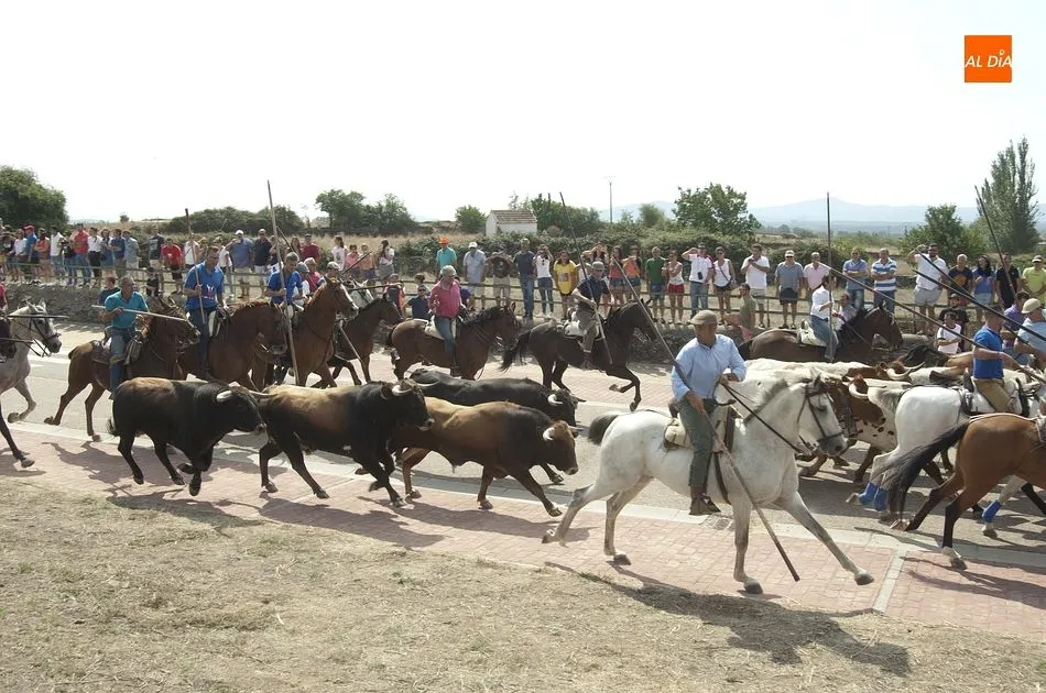 Caballistas y manada entrando en el núcleo urbano de Fuenteguinaldo | Fotos Adrián Martín