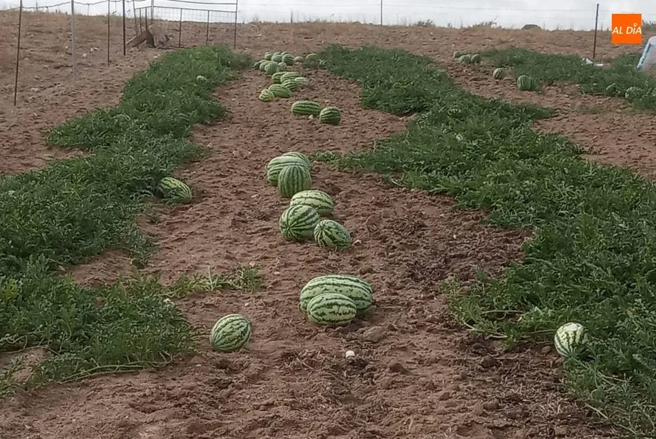 Foto 6 - Buenas sand&iacute;as en Guadramiro a pesar de las p&eacute;simas condiciones climatol&oacute;gicas  